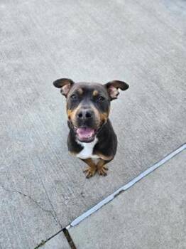 Mixed Breed Dogs Available for Adoption in Westland, Michigan - Coco | PetCurious