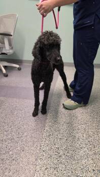 Coco Bean -  Terrier Dog for Adoption in Athens, Tennessee - Coco Bean | PetCurious