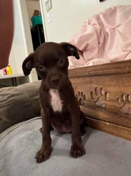 Puddin (6ish lbs of love) -  Boston Terrier and Miniature Poodle Dog for Adoption in Mobile, Alabama - Puddin (6ish Lbs Of Love) | PetCurious
