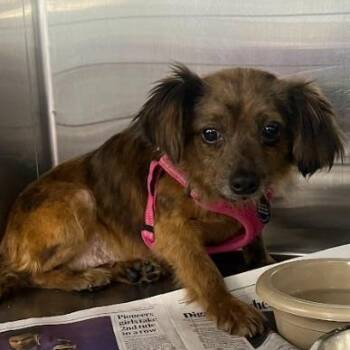 Chihuahua and Terrier Dogs Available for Adoption - Ava D10701 | PetCurious