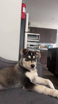 Harley -  Husky Dog for Adoption in Cambridge, Ontario - Harley | PetCurious
