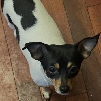 Chihuahua Dogs Available for Adoption - Zenith | PetCurious