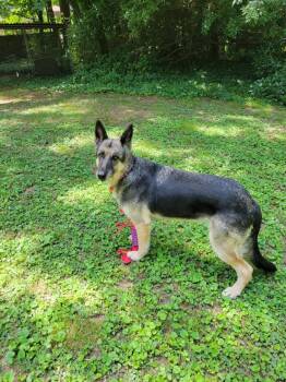 Lady 6581 -  German Shepherd Dog Dog for Adoption in Centreville, Virginia - Lady 6581 | PetCurious