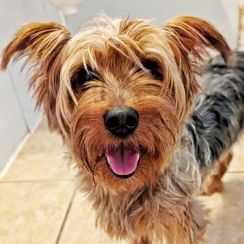 Missie -  Yorkshire Terrier Dog for Adoption in Eustis, Florida - Missie | PetCurious