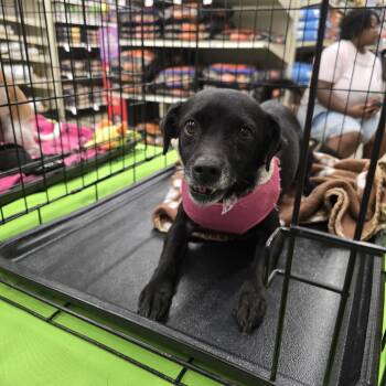 Odela SL14310-Thw -  Chihuahua Dog for Adoption in Missouri City, Texas - Odela SL14310-Thw | PetCurious