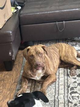 Rescue Mixed Breed Dogs for Adoption in Memphis, Tennessee - Cantaloupe | PetCurious