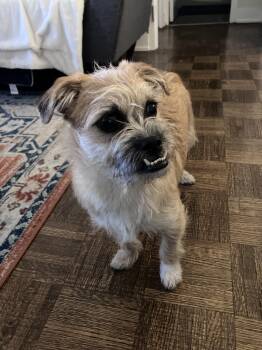 Terrier and Pug Dogs Available for Adoption in Owen Sound, Ontario - Monterey | PetCurious