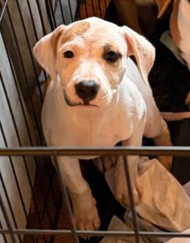Yzma -  Mixed Breed Dog for Adoption in St. Augustine, Florida - Yzma | PetCurious