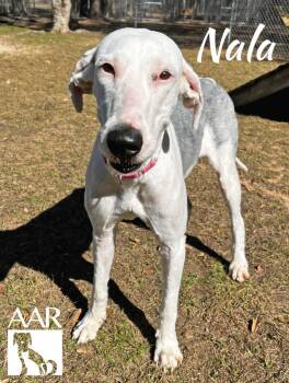 Sheep Dog Dogs Available for Adoption - Nala | PetCurious