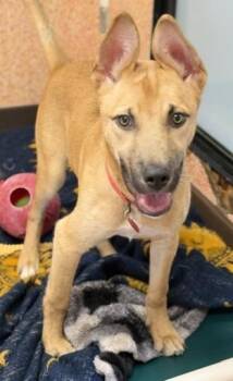 Belgian Shepherd Malinois Dogs Available for Adoption in Stanwood, Washington - Cub | PetCurious