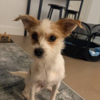 Bogey -  Chihuahua and Rat Terrier Dog for Adoption - Bogey | PetCurious