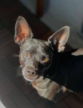 Rescue Chihuahua Dogs for Adoption in Temecula, California - Prince | PetCurious