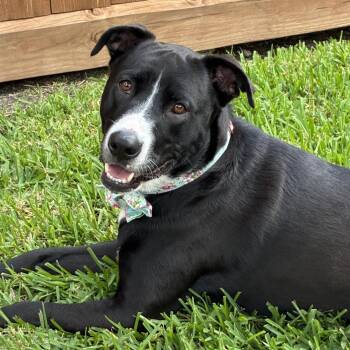 Border Collie Dogs Available for Adoption - Nini | PetCurious