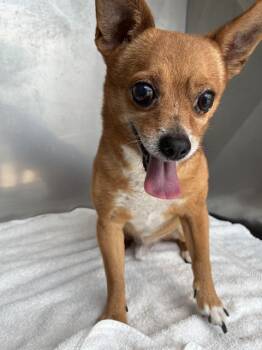 GILBERT -  Chihuahua Dog for Adoption in Fort Myers, Florida - GILBERT | PetCurious