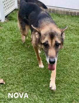 Rescue German Shepherd Dog Dogs for Adoption in Washington, Georgia - Nova | PetCurious