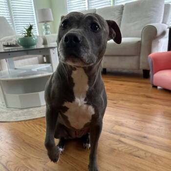 American Staffordshire Terrier Dogs Available for Adoption in Manhasset, New York - Gigi | PetCurious