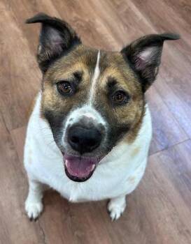 Sammie -  Mixed Breed Dog for Adoption in Savannah, Georgia - Sammie | PetCurious