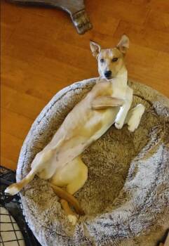 Louise -  Collie Dog for Adoption in Seguin, Texas - Louise | PetCurious