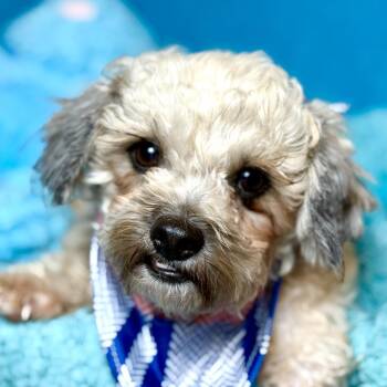 Poodle Dogs Available for Adoption - Curly-Cute Shy Guy That Prefers Adults To Children | PetCurious