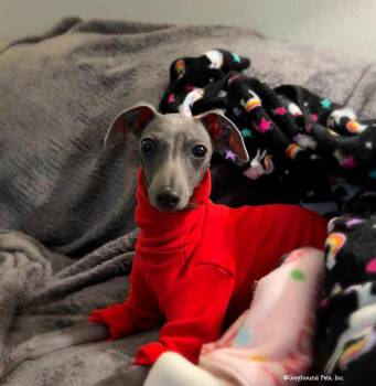 Italian Greyhound Dogs Available for Adoption in Woodinville, Washington - Colton | PetCurious