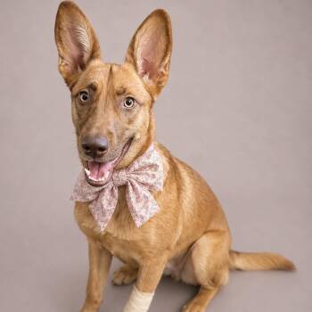 Pharaoh Hound and German Shepherd Dog Dogs Available for Adoption in Houston, Texas - Batsy | PetCurious