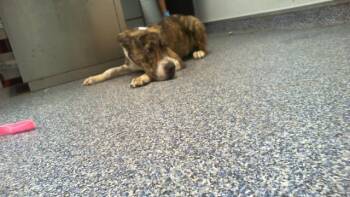A1265835 -  Mixed Breed Dog for Adoption in Charlotte, North Carolina - A1265835 | PetCurious