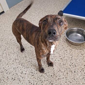 Princess 4220 -  Pit Bull Terrier Dog for Adoption in Loxahatchee Groves, Florida - Princess 4220 | PetCurious