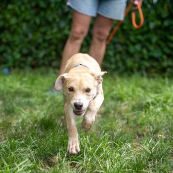 Tucker -  Shepherd and Mixed Breed Dog for Adoption in Pawling, New York - Tucker | PetCurious