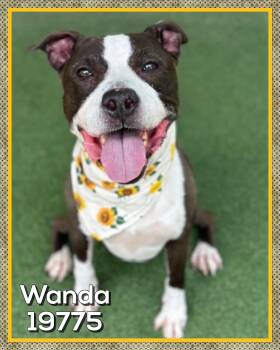 WANDA -  American Staffordshire Terrier Dog for Adoption in Marietta, Georgia - WANDA | PetCurious