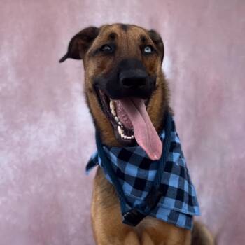 Bleu Moon aka Bleuy Boo -  Belgian Shepherd Malinois Dog for Adoption in Houston, Texas - Bleu Moon Aka Bleuy Boo | PetCurious