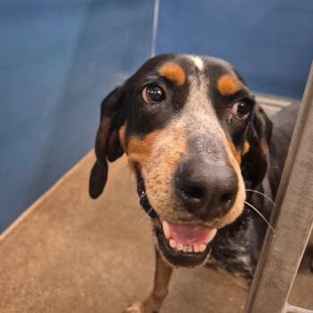 Coonhound Dogs Available for Adoption in Montgomery, Alabama - Betty Jean | PetCurious