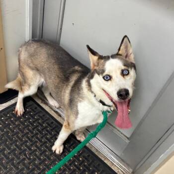 Sasha A -  Husky Dog for Adoption in Philadelphia, Pennsylvania - Sasha A | PetCurious