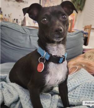 Rescue Mixed Breed Dogs for Adoption in Los Angeles, California - Tassie | PetCurious