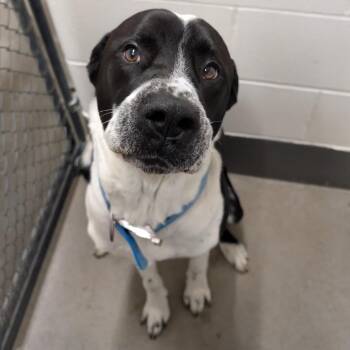 Buddy -  Mixed Breed Dog for Adoption in Manhattan, Kansas - Buddy | PetCurious