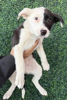 Border Collie and Terrier Dogs Available for Adoption - 60636758 | PetCurious