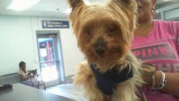 FENDI -  Yorkshire Terrier Dog for Adoption in Charlotte, North Carolina - FENDI | PetCurious
