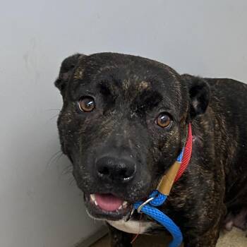 Ferna -  Terrier and Mixed Breed Dog for Adoption in Corpus Christi, Texas - Ferna | PetCurious