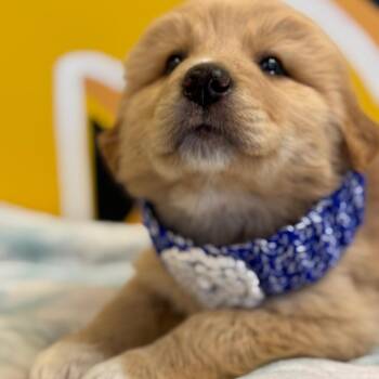 Australian Shepherd and Great Pyrenees Dogs Available for Adoption in Mankato, Minnesota - Donut | PetCurious