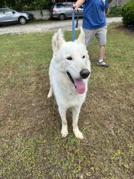 Rescue German Shepherd Dog Dogs for Adoption in Burlington, New Jersey - Ghost | PetCurious