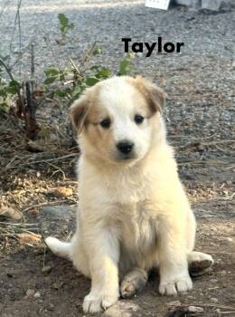 Taylor -  Australian Cattle Dog Blue Heeler Dog for Adoption in Durango, Colorado - Taylor | PetCurious