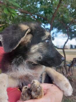 Rescue Mixed Breed Dogs for Adoption in Brownwood, Texas - Koda | PetCurious