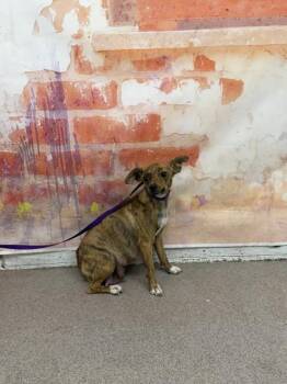 CLEO -  Chihuahua and Mixed Breed Dog for Adoption in San Bernardino, California - CLEO | PetCurious