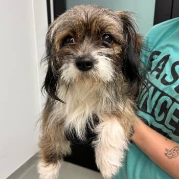 Raisinet -  Mixed Breed Dog for Adoption in Abilene, Texas - Raisinet | PetCurious