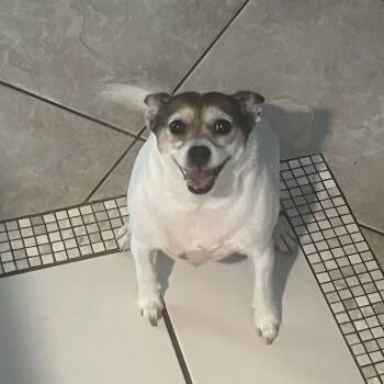 Rescue Jack Russell Terrier Dogs for Adoption in Port St. Lucie, Florida - Polly | PetCurious