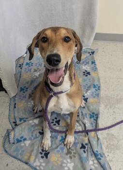 Saluki Dogs Available for Adoption - *Faline* | PetCurious