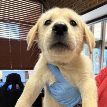 Labrador Retriever Dogs Available for Adoption in Birmingham, Alabama - Zeke | PetCurious
