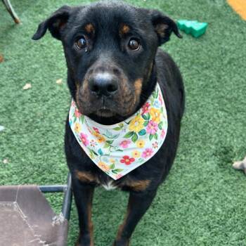 Rottweiler Dogs Available for Adoption - Dr. Pepper (Benefactor Dog) | PetCurious