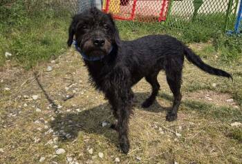Jackalope -  Terrier Dog for Adoption in Evansville, Indiana - Jackalope | PetCurious