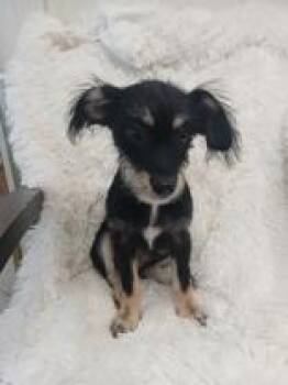 Mork -  Terrier and Mixed Breed Dog for Adoption in Hobart, Indiana - Mork | PetCurious