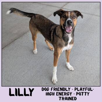 Lilly -  Mixed Breed Dog for Adoption in Emporia, Kansas - Lilly | PetCurious